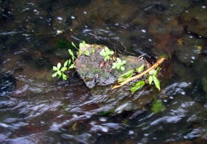 Life in the stream